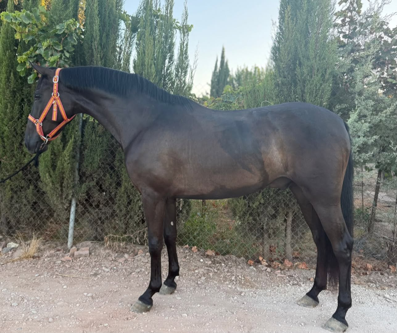 Andaluz — Andalusian Gelding for Sale