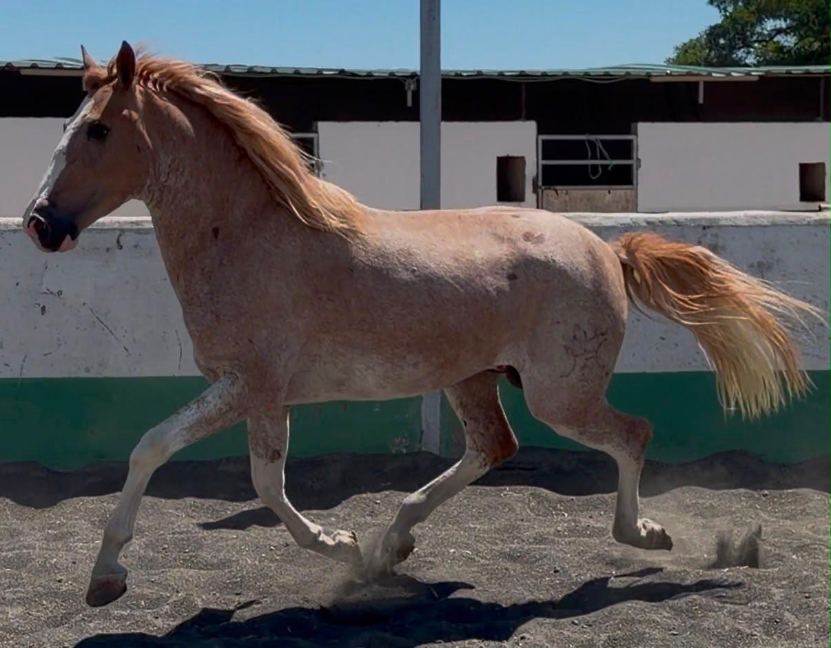 Chulo — Andalusian Stallion for Sale