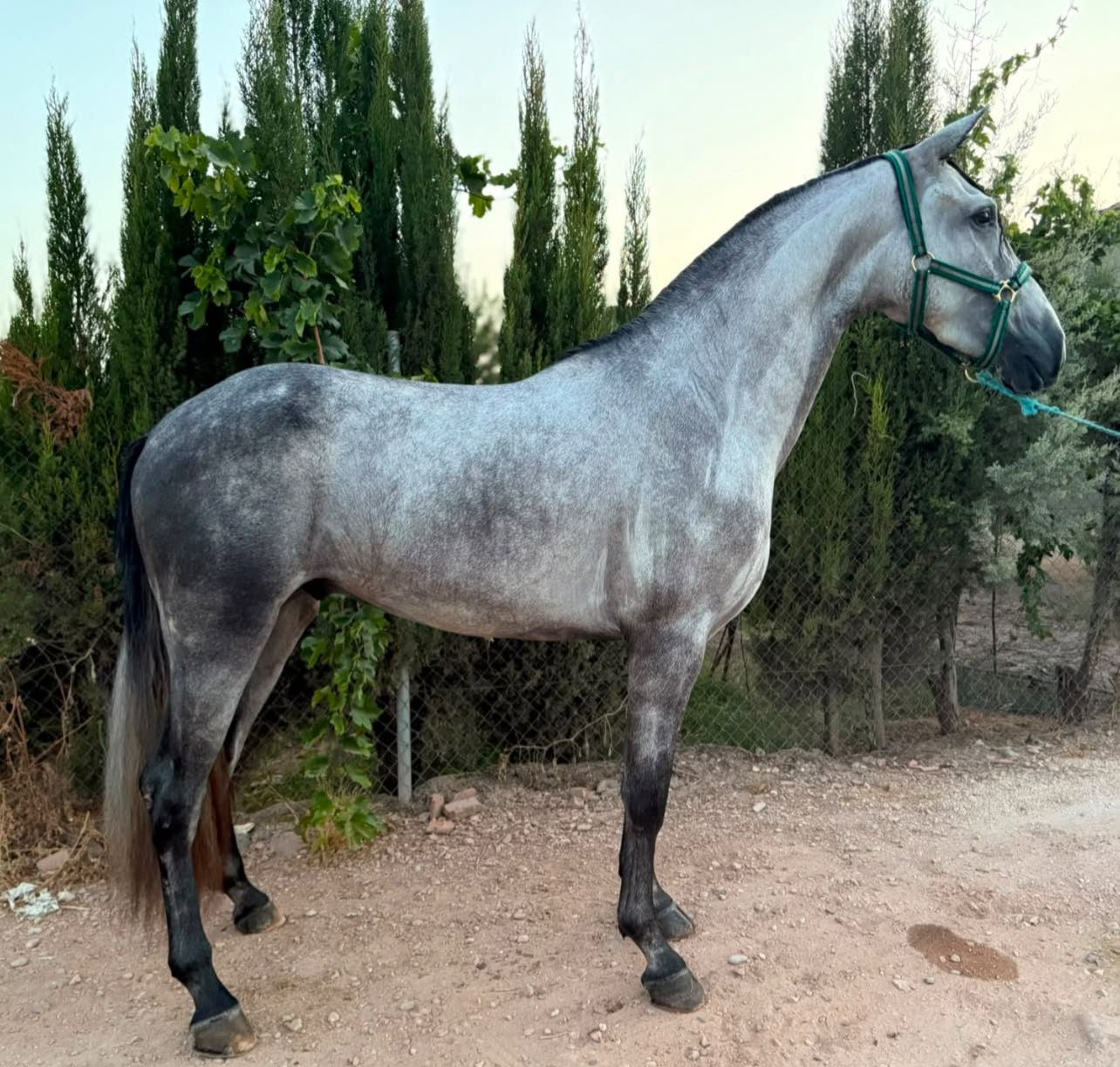 Cielo — Andalusian for Sale