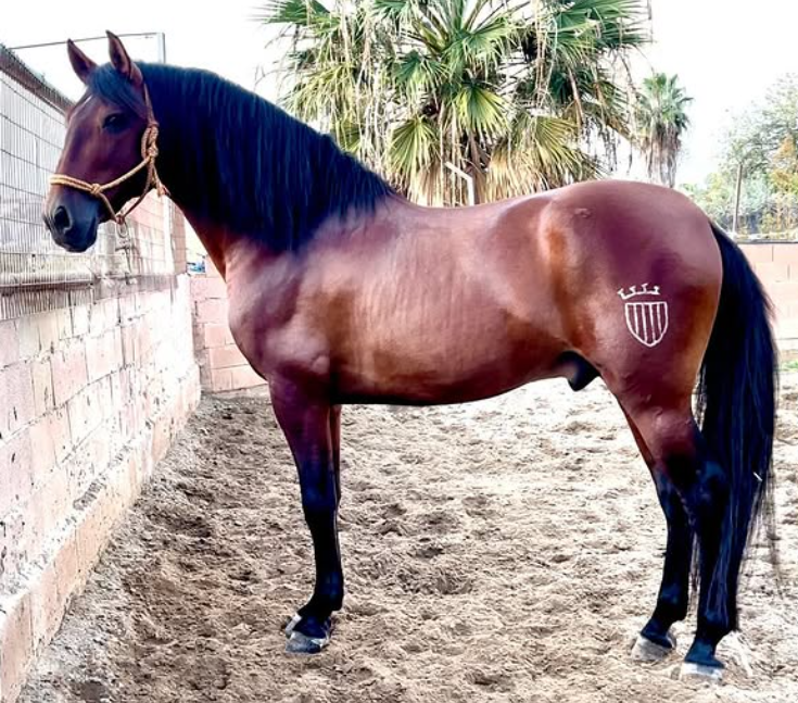 Embajador LXXVIII — PRE Stallion for Sale