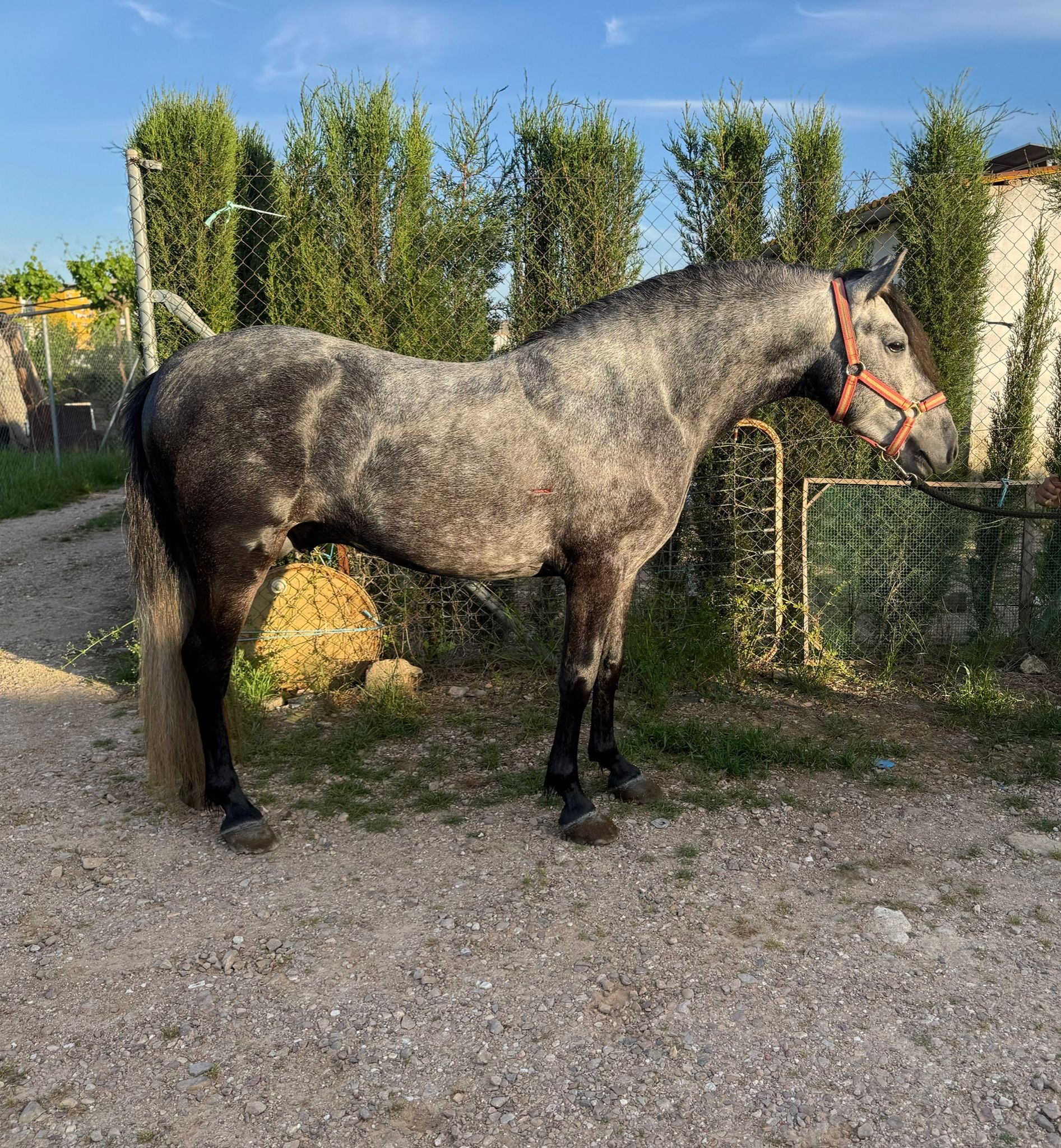 Lovely Lad — Andalusian for Sale
